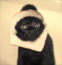 Breading Cats