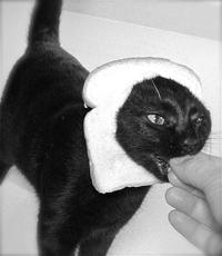 Breading Cats