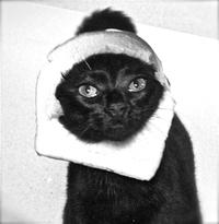 Breading Cats