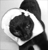 Breading Cats