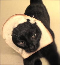 Breading Cats