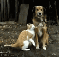 Cats