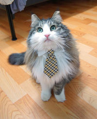 Cats