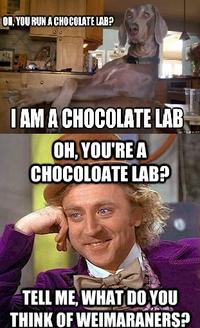 Condescending Wonka / Creepy Wonka