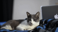 Cinemagraphs