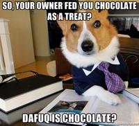 Lawyer Dog