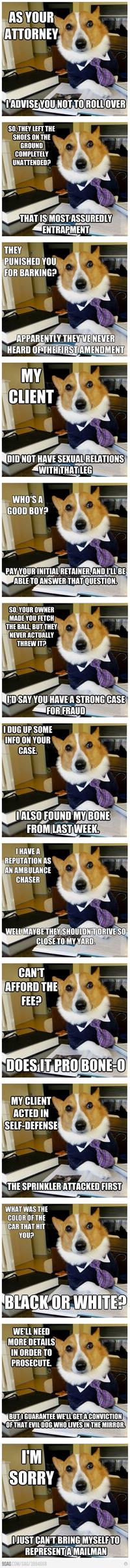 Lawyer Dog