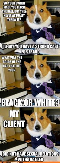 Lawyer Dog