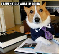 Lawyer Dog