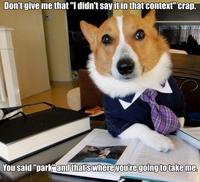 Lawyer Dog