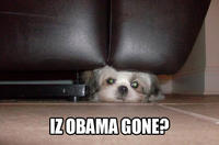Obama the Eater of Dogs
