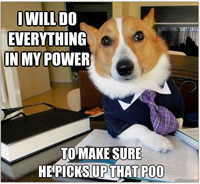 Lawyer Dog