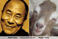 Totally Looks Like / Separated At Birth