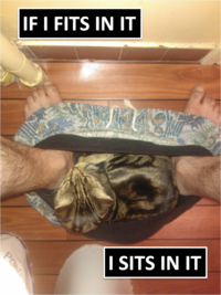 If It Fits I Sits