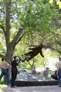 Falling Bear