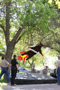 Falling Bear