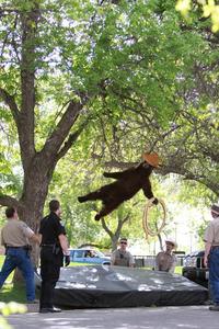Falling Bear