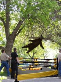 Falling Bear