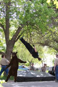 Falling Bear
