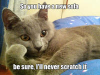 Willy Wonkat