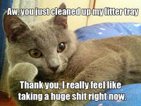 Willy Wonkat