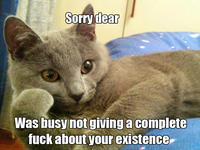 Willy Wonkat