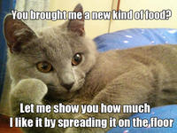 Willy Wonkat