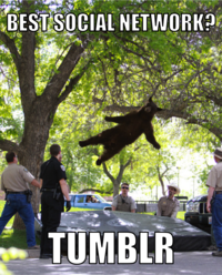 Falling Bear