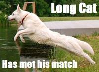 Longcat