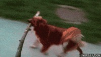 Dogs
