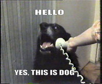 Dogs