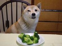 Dogs