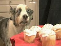 Dogs