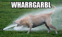 Dogs