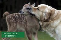 Dogs