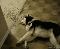 Dogs