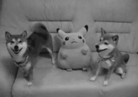 Dogs