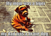 Dogs