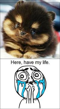 Cuteness Overload