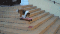 Dogs