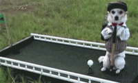 Dogs