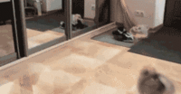 Dogs