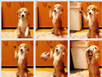 Dogs