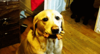 Dogs