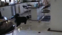 Dogs