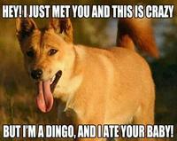 Dogs