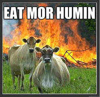 Evil Cows