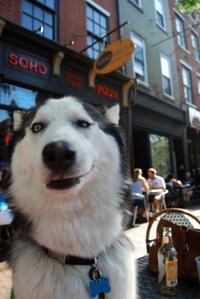 Dogs