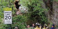 Falling Bear