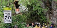 Falling Bear